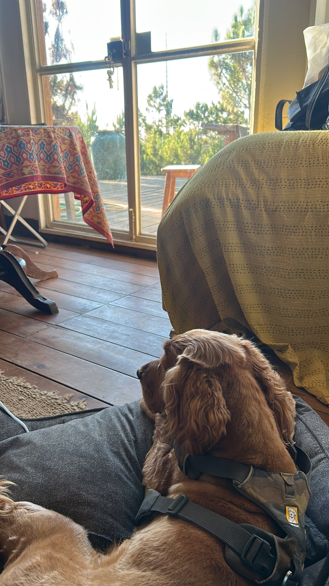 Dog rolling in garden